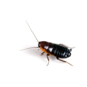 cockroach exterminator, cockroach exterminator toronto, cockroaches in canada, types of cockroaches in canada, german cockroach canada, oriental cockroach toronto, cockroach control toronto,cockroach toronto,cockroach control services, bed bug control toronto, cockroach exterminator, cockroaches removal toronto, ant exterminator, bed bug exterminator toronto